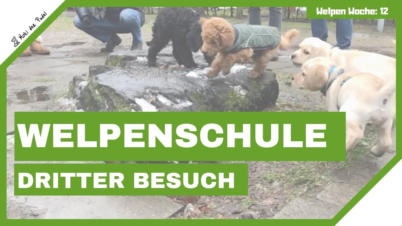 Welpenschule Teil 3 - Großes Wiedersehen - Zwergpudel Welpe Moki