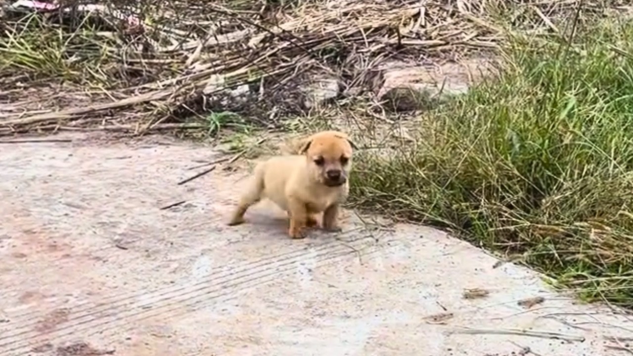 Брошенный, робкий щенок лежал совсем один на обочине дороги, пока судьба не свела нас вместе.