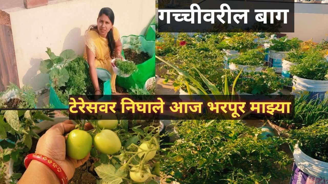 गच्चीवरी बाग - एवढ्या छोट्या गच्चीवर किती प्रकारच्या भाज्या मिळतात🌽🥦🥬 organic#motivation#  kitchen #