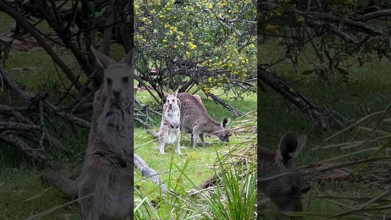 #melbournepark