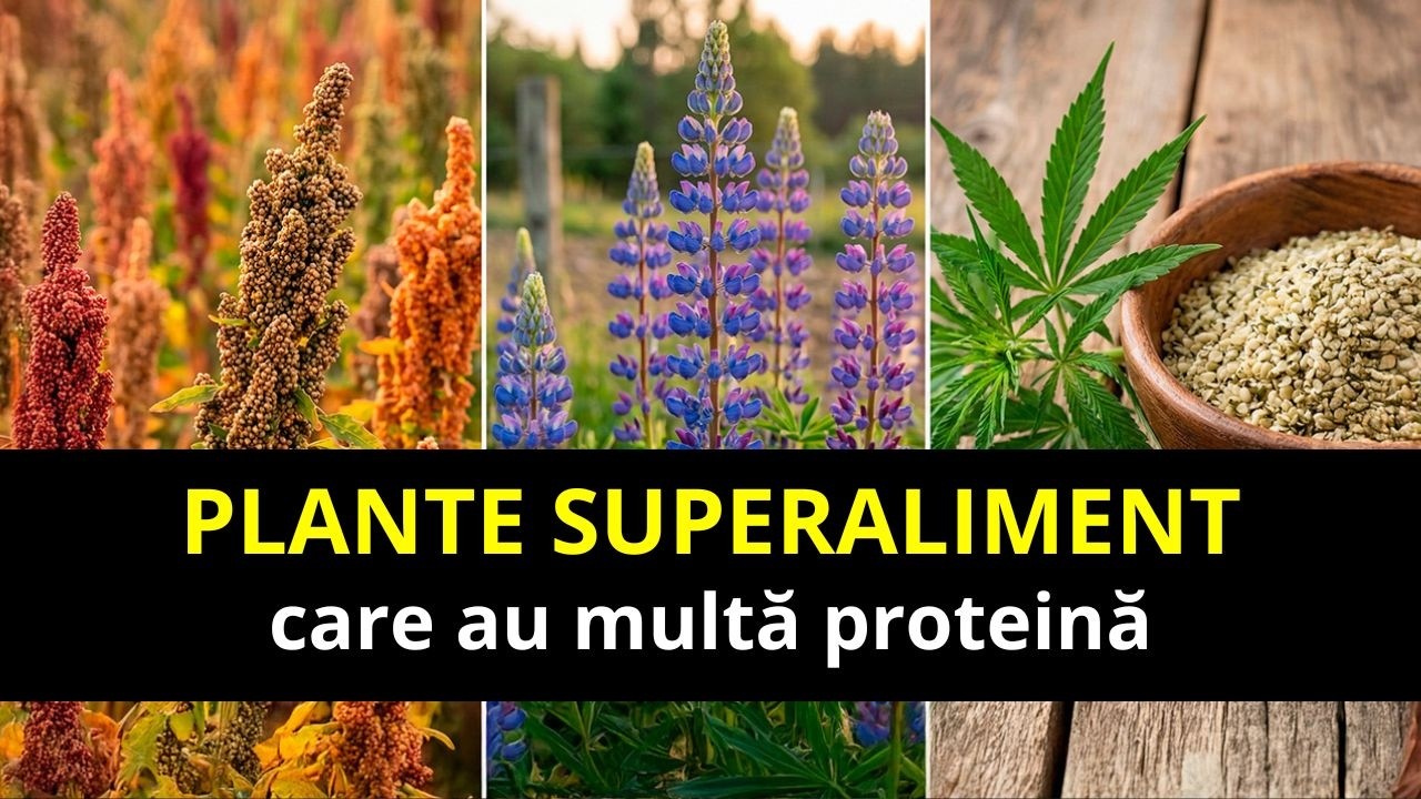 20 de Plante Superalimentare cu Mai Multă Proteină decât Carnea