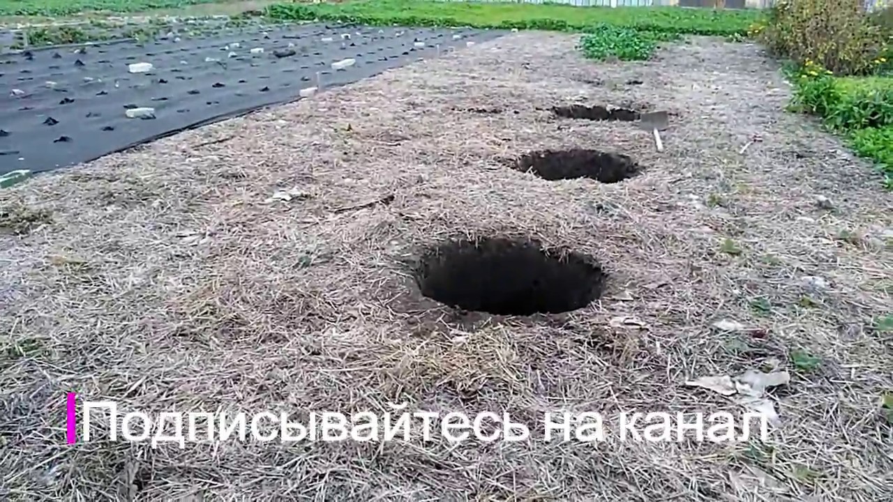 Закладываем новую плантацию голубики.Часть 1 # We are laying a new blueberry plantation. Part 1