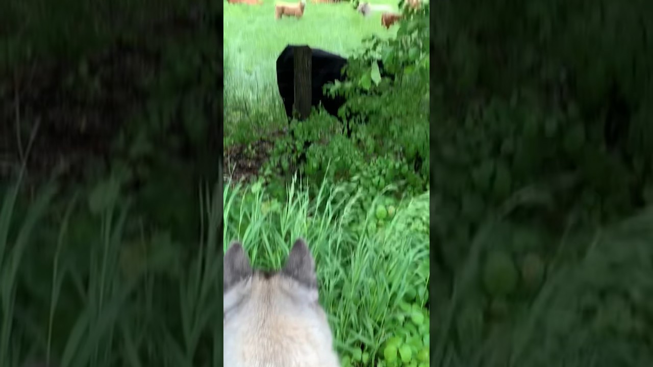 Abby Sees Cows For The First Time