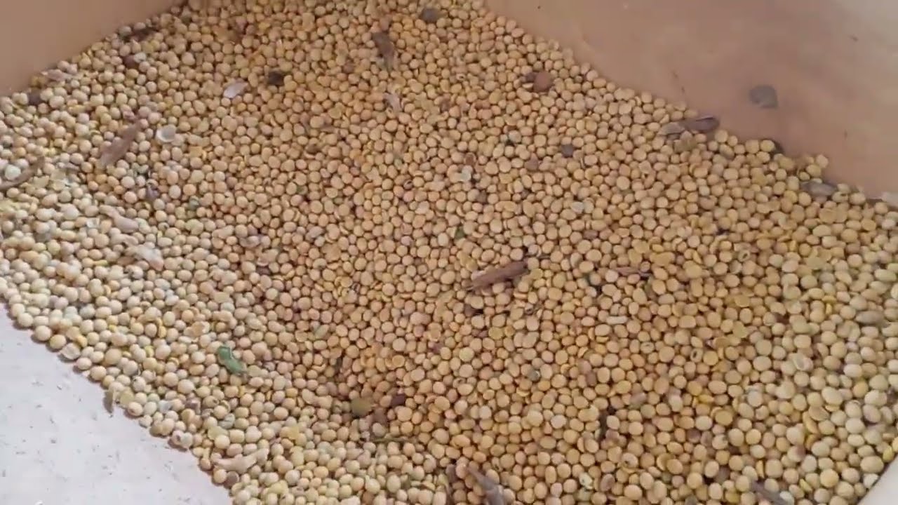 Розігруєм 10 кг льону! Віємо сою.🥳