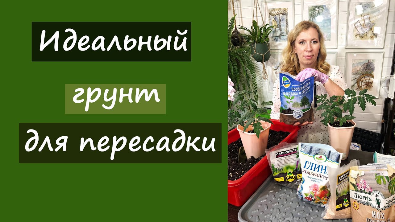 Идеальный грунт для пересадки рассады