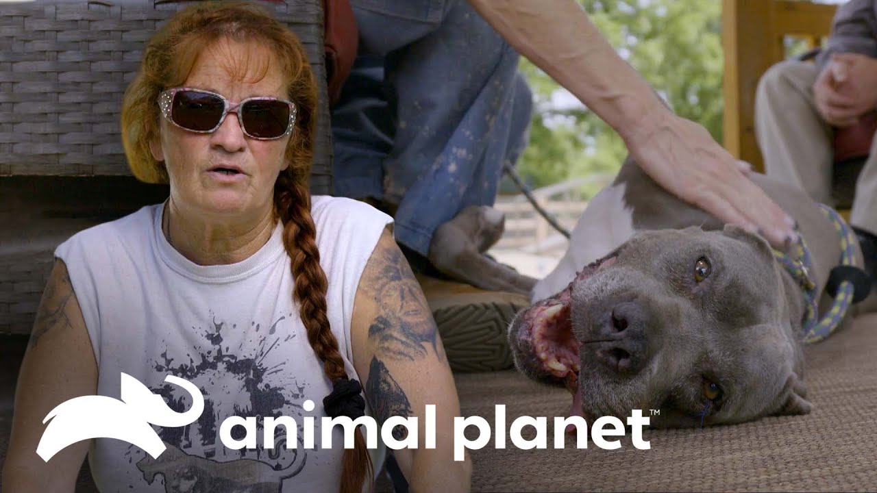 Regresaron para adoptar otro cachorro tras una dura pérdida | Pit bulls y convictos | Animal Planet