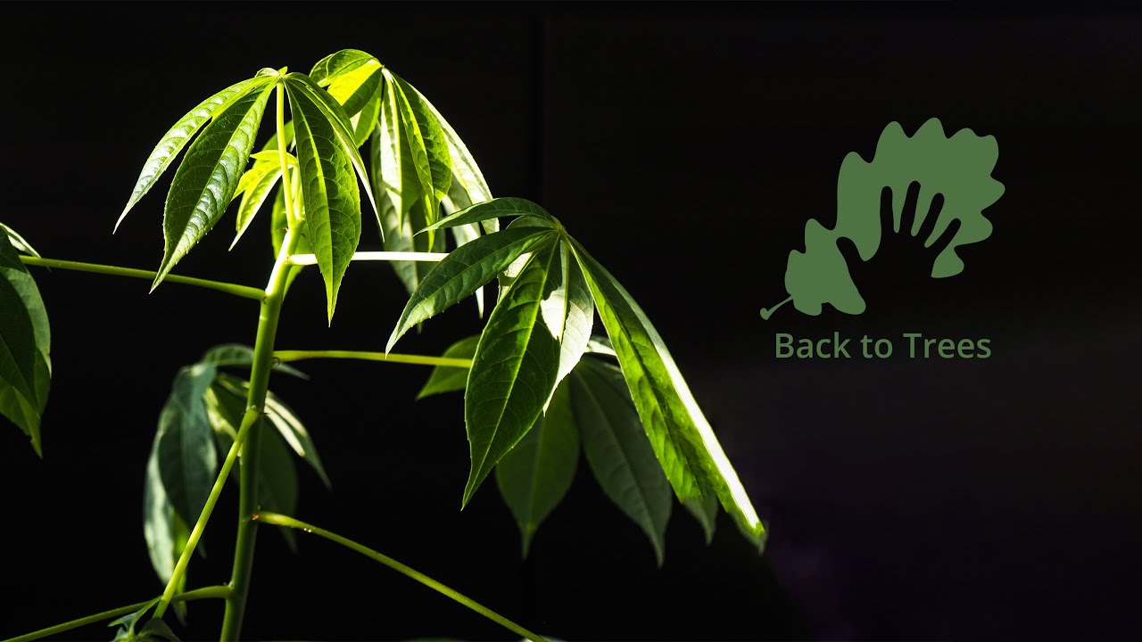 Ceiba pentandra (Kapok tree): 365 days time-lapse - from seed to bonsai