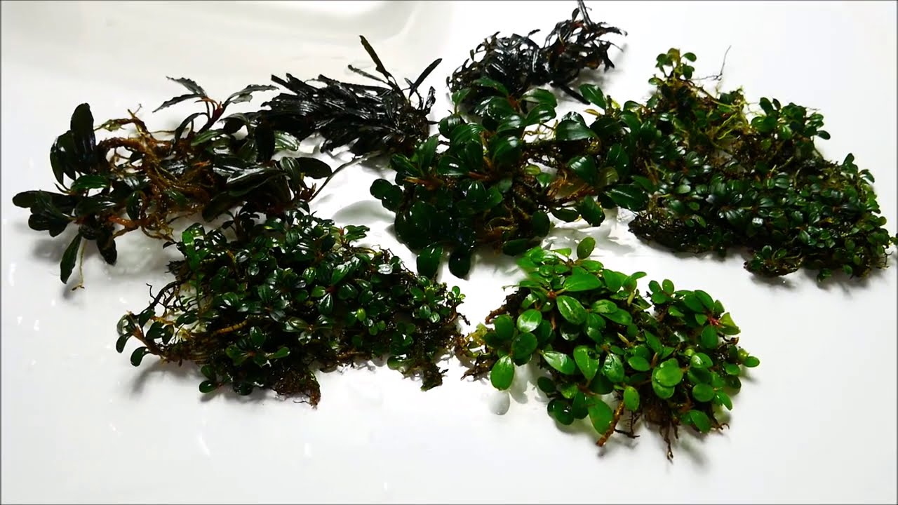 Bucephalandra