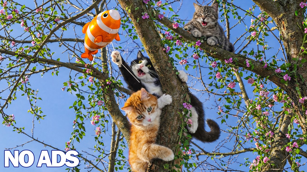 12 Часов Успокаивающей Музыки для Кошек 🐈 Сон и Релакс для Тревожных Кошек
