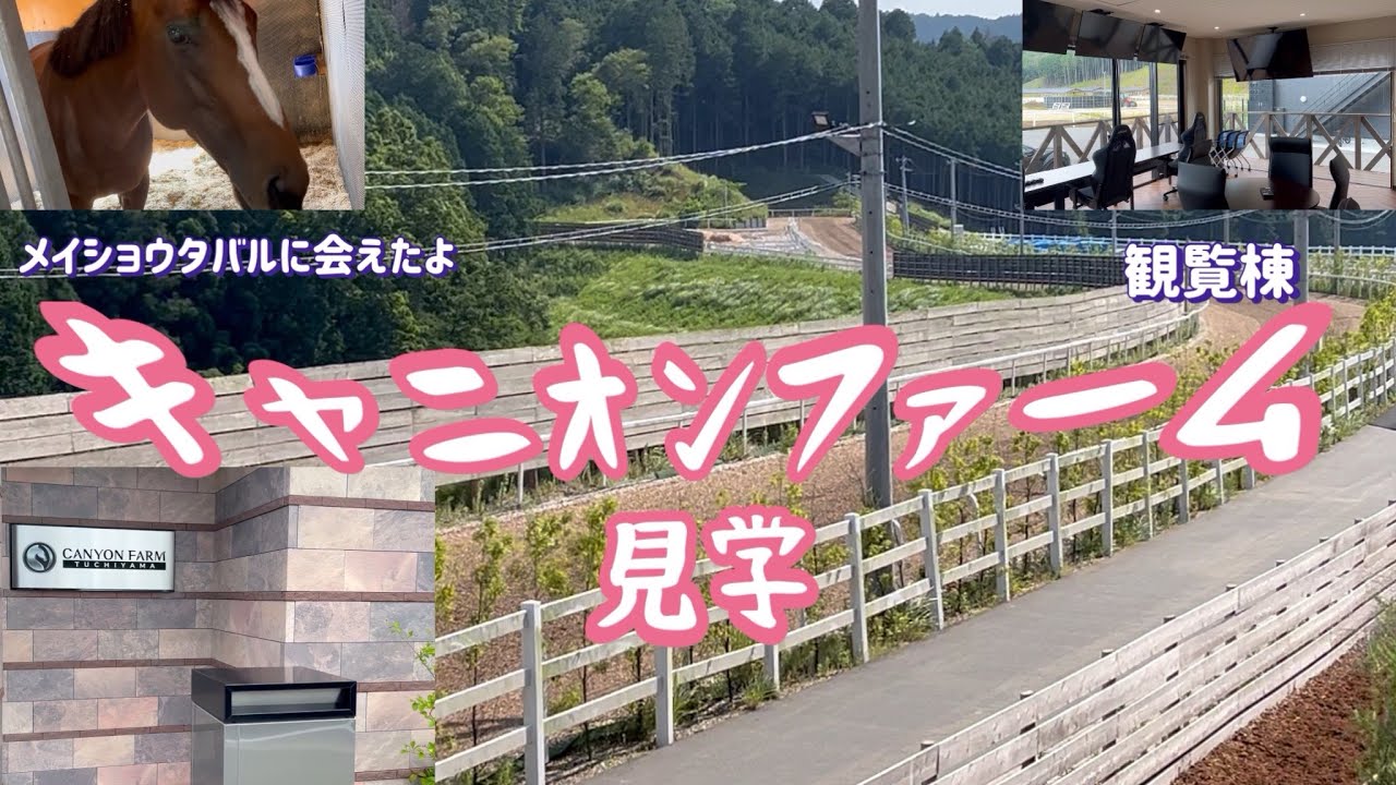 [競馬・馬主]キャニオンファーム見学　メイショウタバルに会えたよ