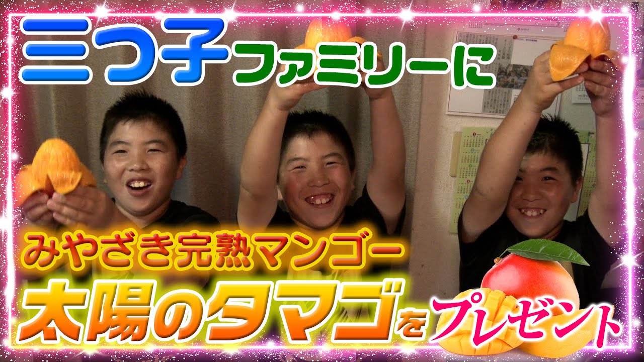 三つ子ファミリーに「みやざき完熟マンゴー」をプレゼント！（宮崎県日南市）
