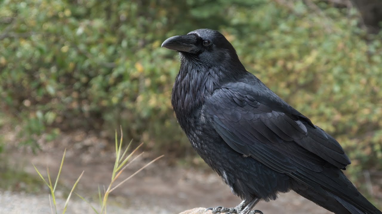 Bird Sound Library | Raven – Bird Song & Calls (Nature Sounds)