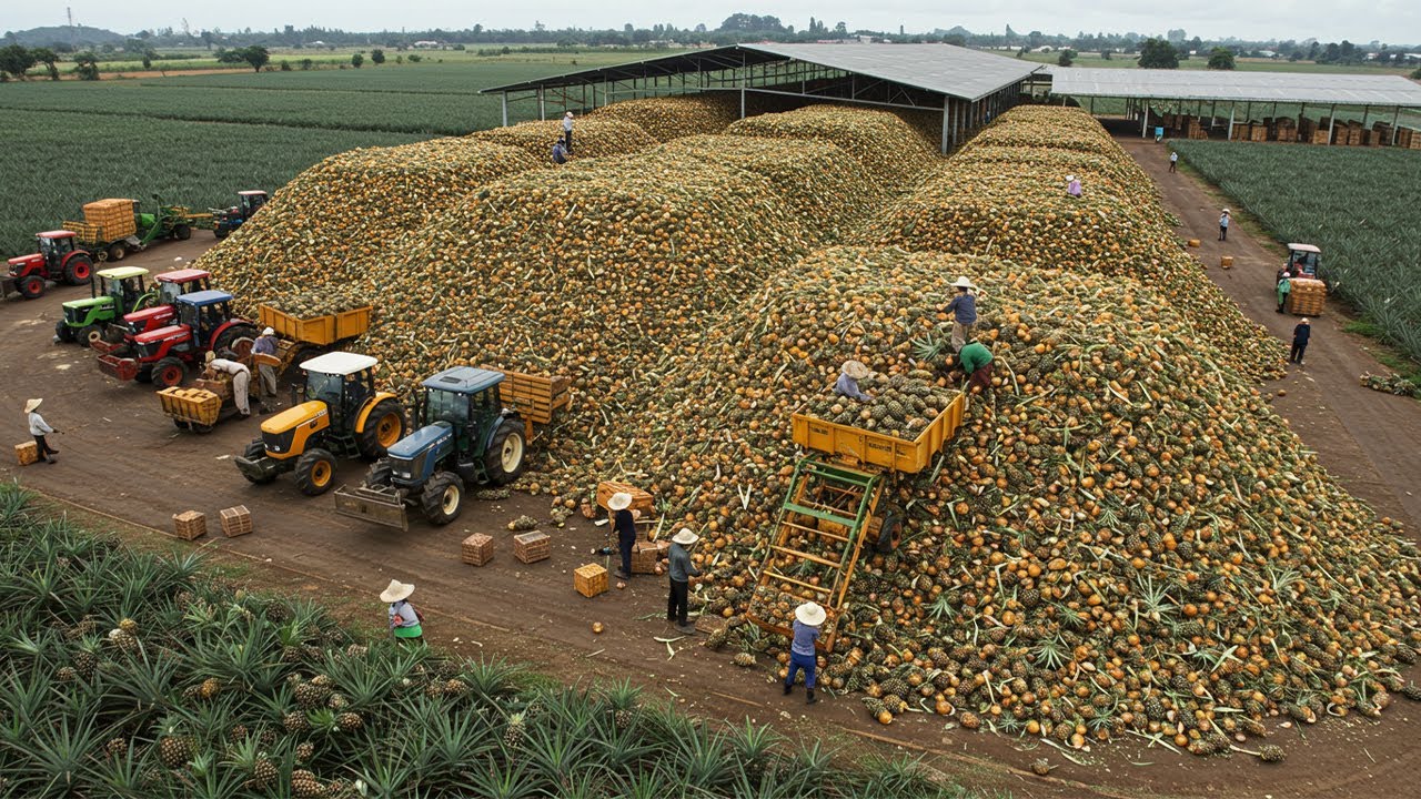 КРУПНЕЙШАЯ АНАНАСОВАЯ ФЕРМА В МИРЕ! Сладкие деньги!