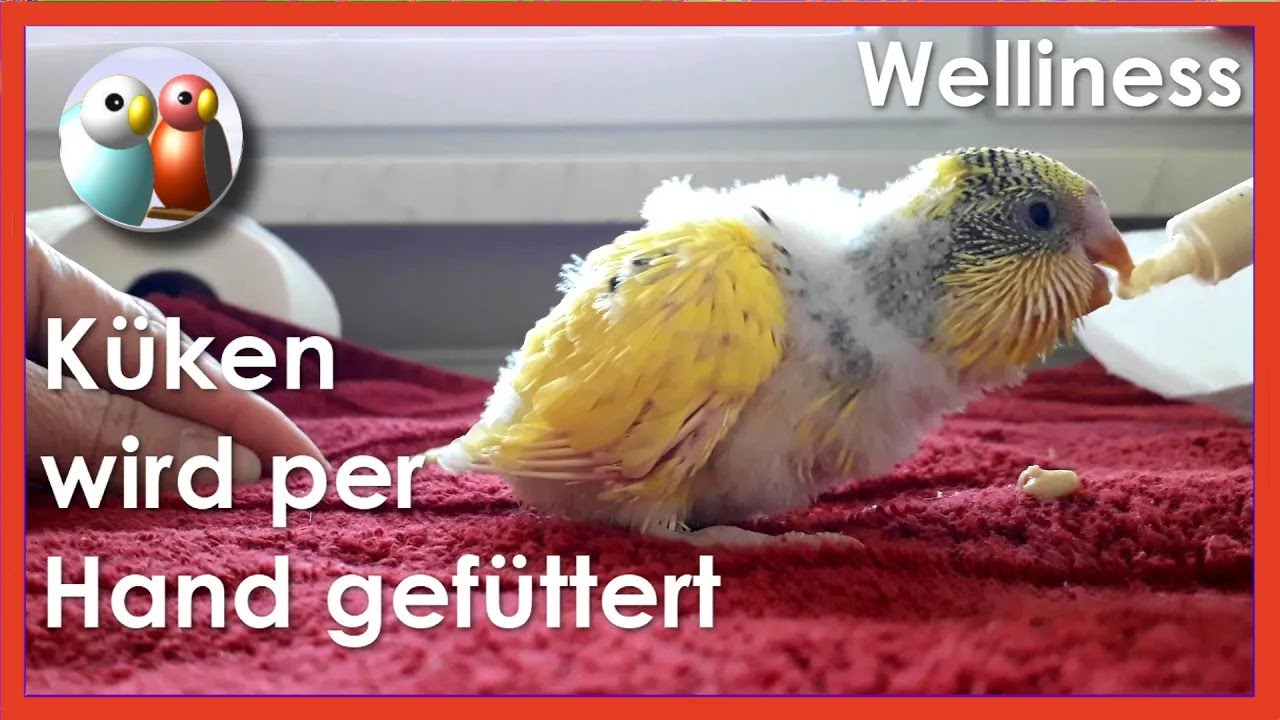 Wie man Wellensittichküken im Notfall mit der Hand füttert 116
