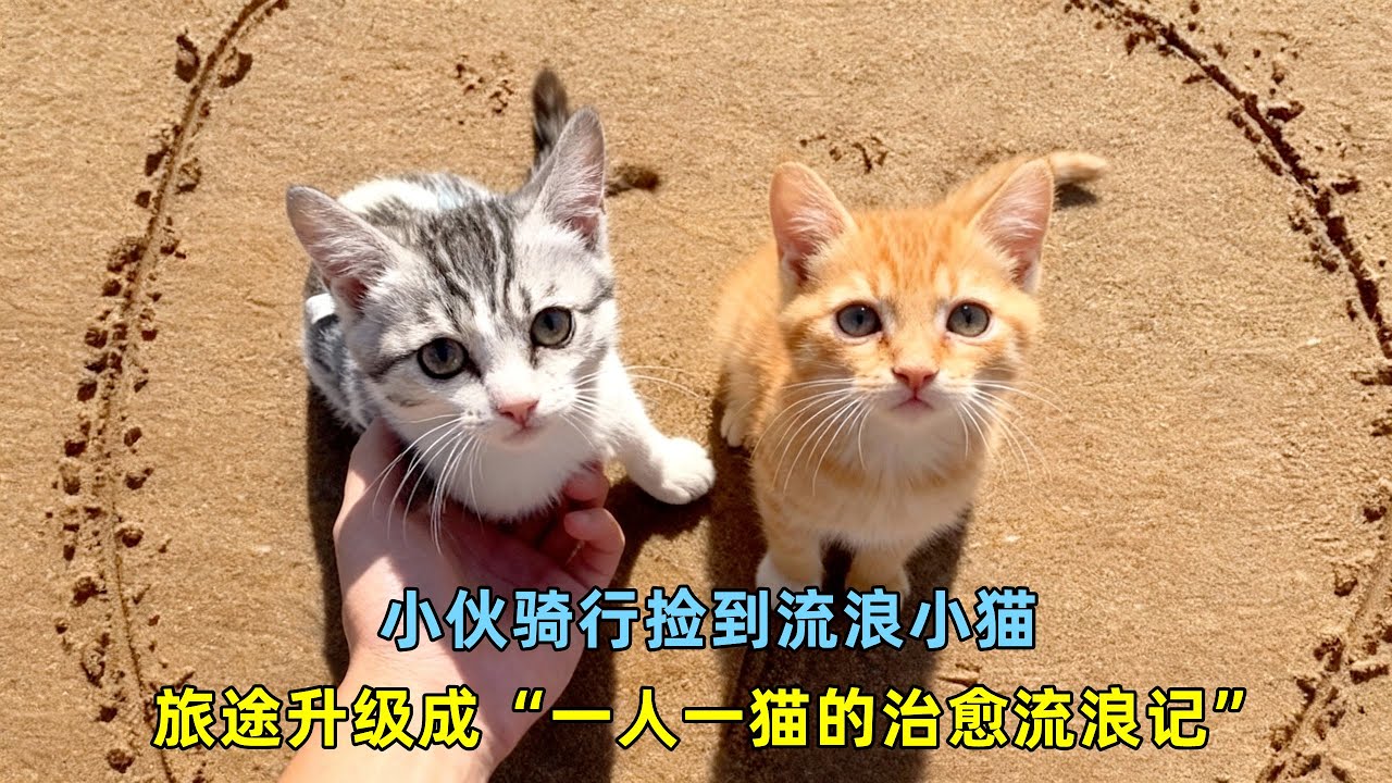 小伙骑行捡到流浪小猫，旅途直接升级成“一人一猫的治愈流浪记”