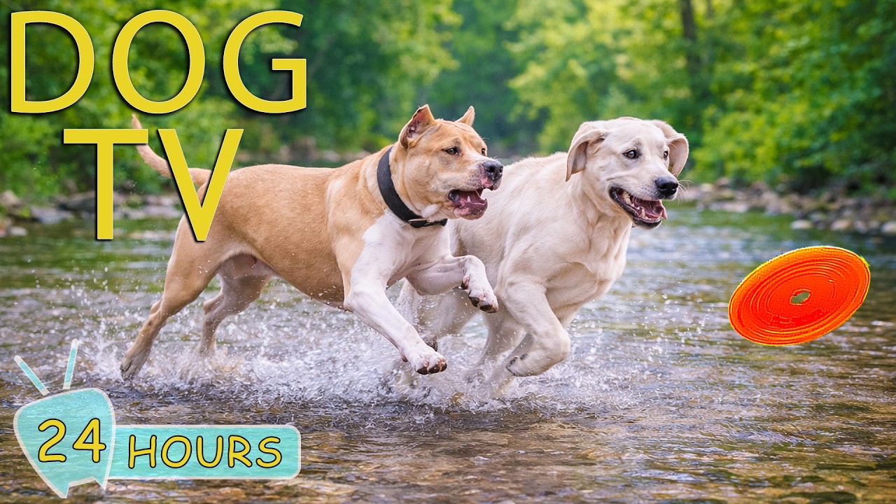 DOG TV: Videos Anti-Anxiety & Prevent Boredom for Dogs Home Alone All Day - Relax Music for Dogs