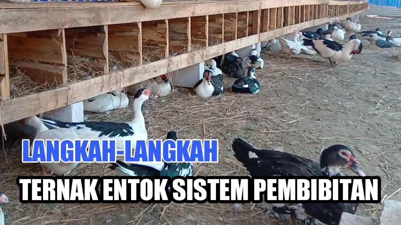 ducklings breeding system, ternak entok sistem pembibitan untung lebih besar