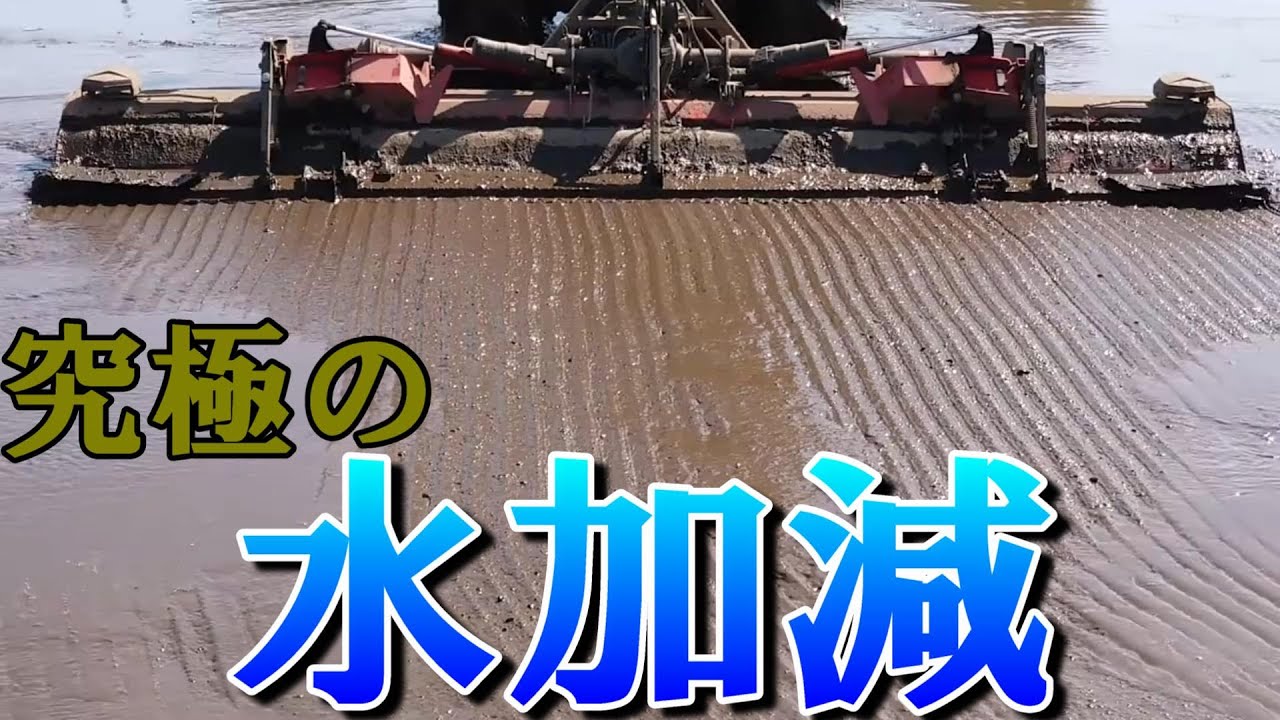 【2023】最高な水加減！令和五年度植代掻き開始！