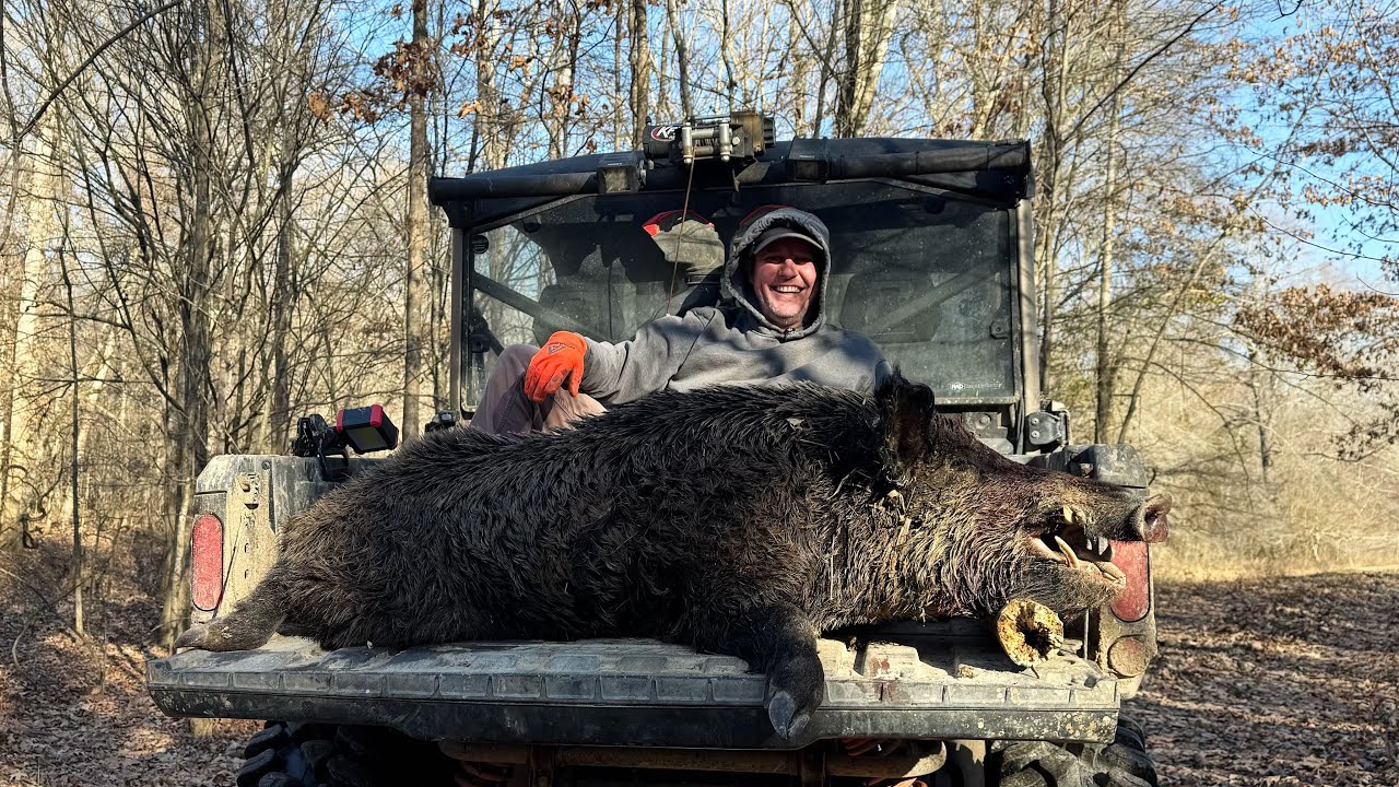 Biggest Cutters on a Hog in the Mud Hole.  