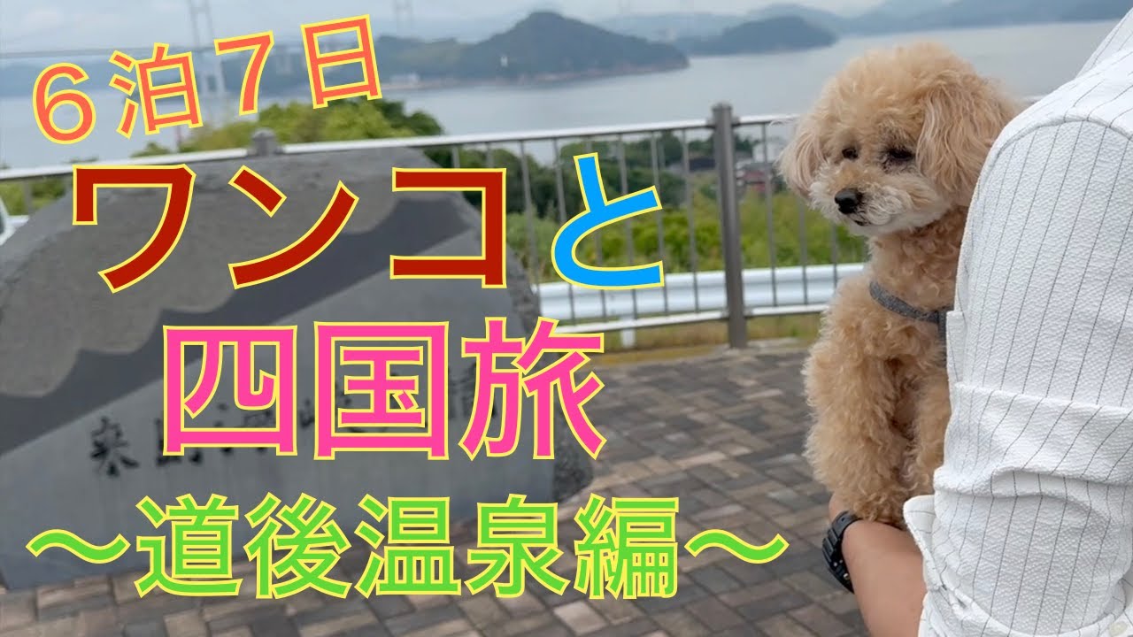 【道後温泉】露天風呂付きの旅館で大はしゃぎなトイプードル！四国最後の夜はまったり過ごします