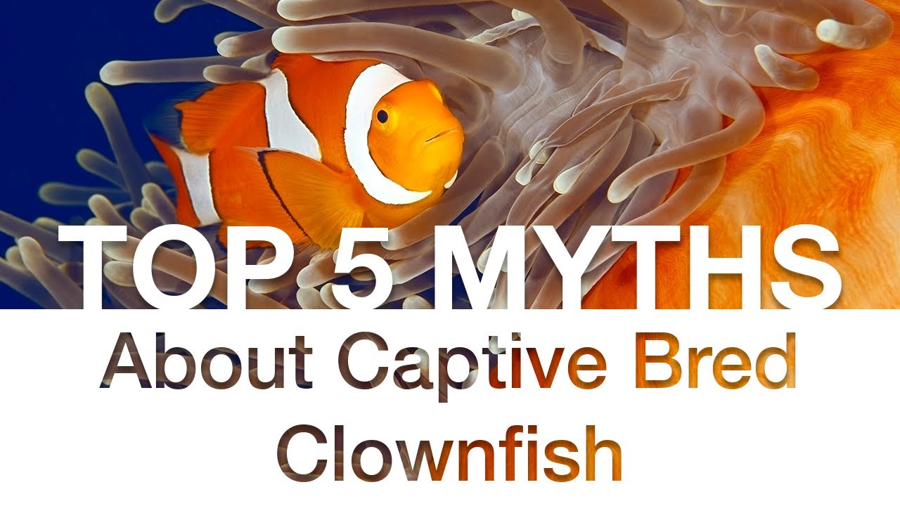 Top 5 Myths About Captive Bred Clownfish