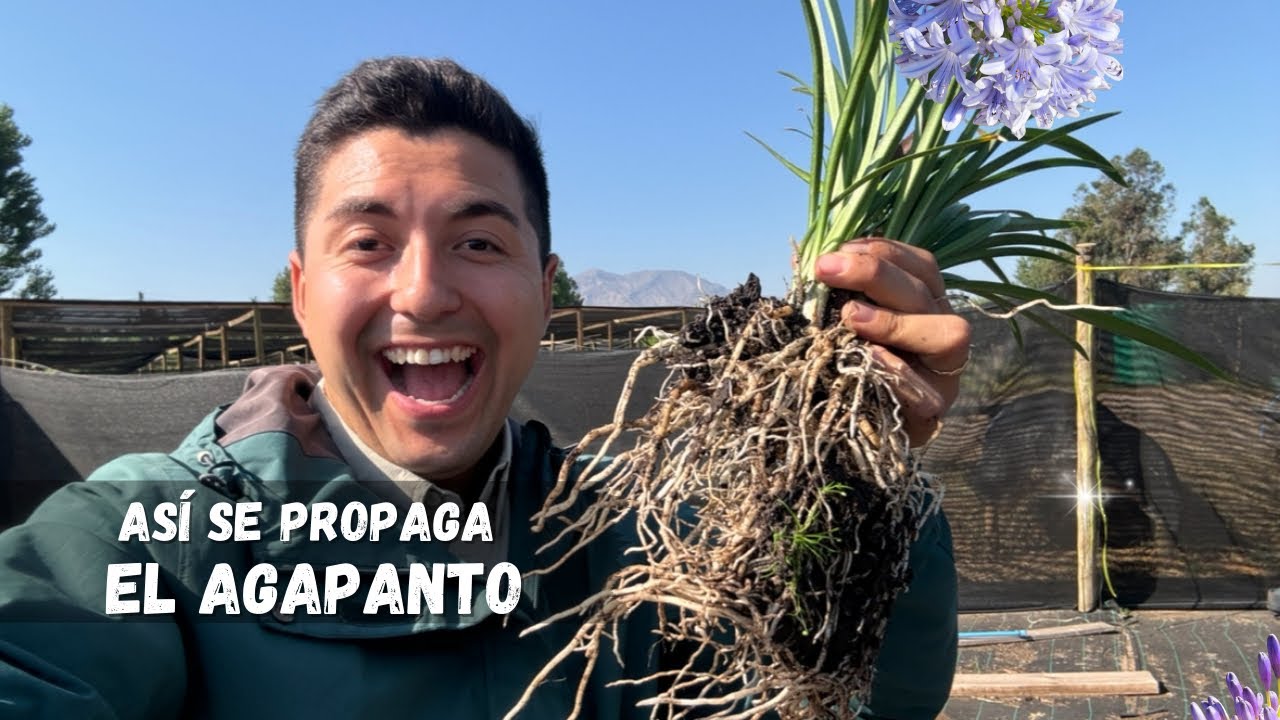 Cómo PROPAGAR AGAPANTO correctamente | Paso a paso 🪴