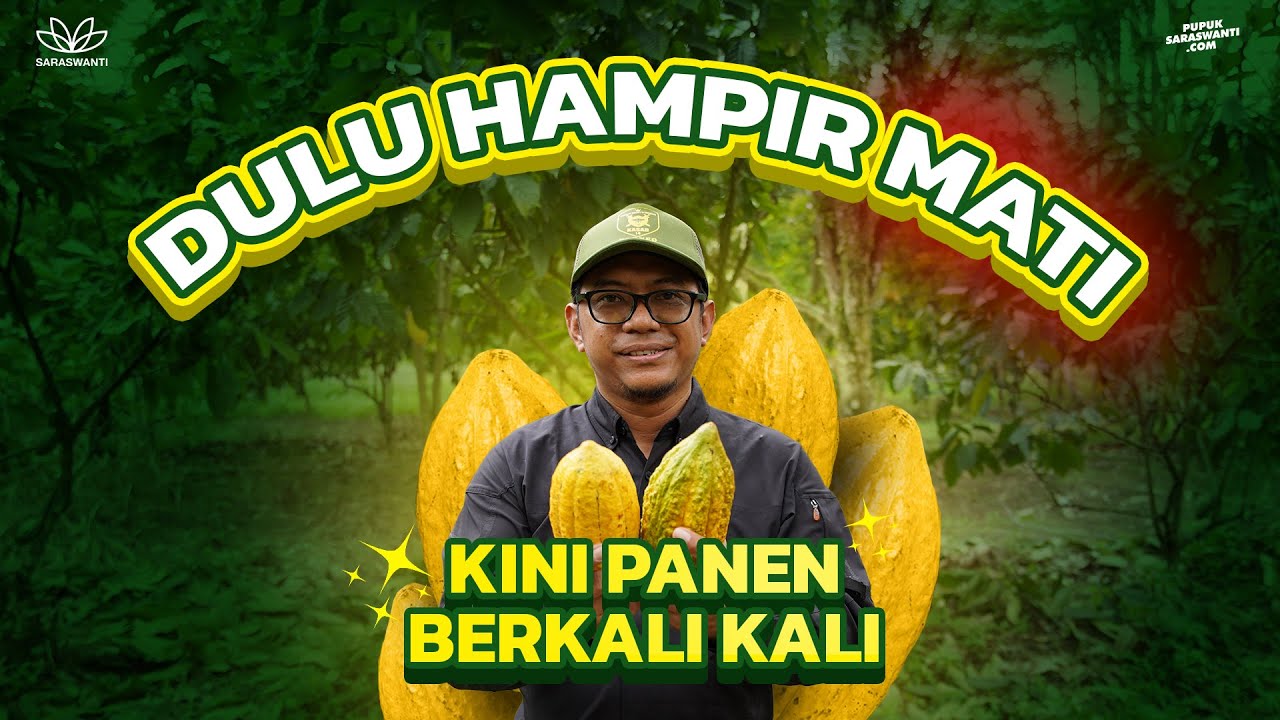 Berhasil Belajar Budidaya Kakao dengan Otodidak, Sekarang Punya 1500 Pohon Kakao