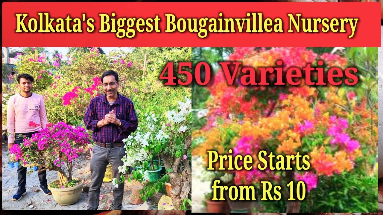 A Grand Visit to Kolkata's Biggest Bougainvillea Nursery, Price Starts from Rs 10 only