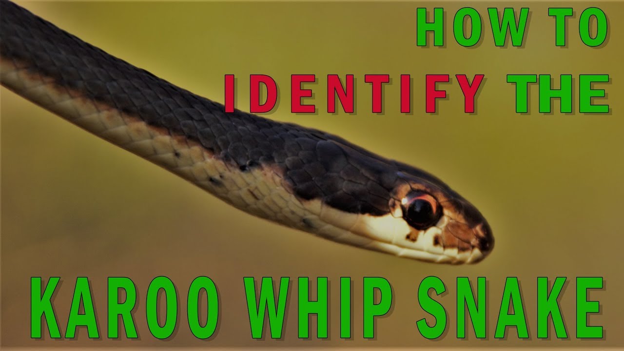 Identify a Karoo Whip Snake in 4 Easy Steps