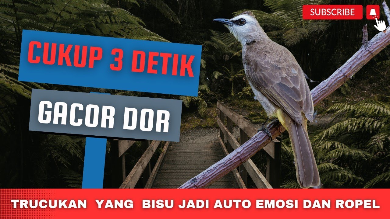 SAKTI BANGET ! Audio Suara Masteran Betina Trucukan ini Mampu Memancing Jantan Gacor