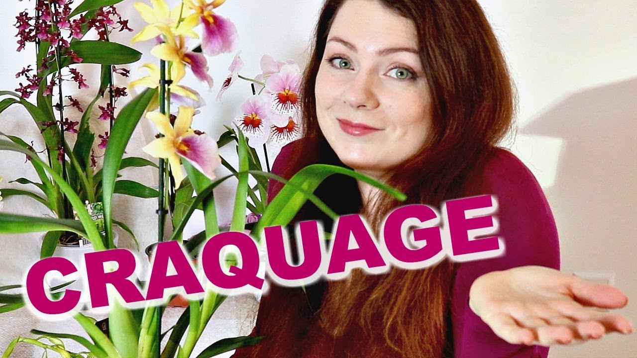 HAUL  -  J'ai craqué pour de nouvelles orchidées spéciales pour ma collection | mes achats orchidées
