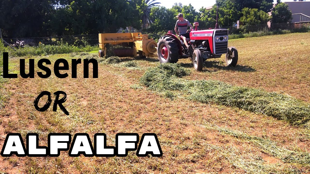 Harvesting Alfalfa hay| Vlog 16