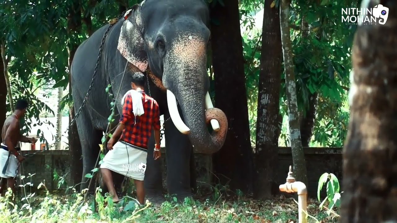 thottakkad vinayakan