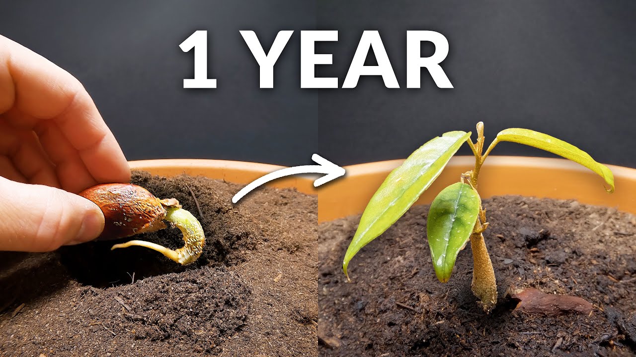 One Year Time-lapse of a Durian Tree