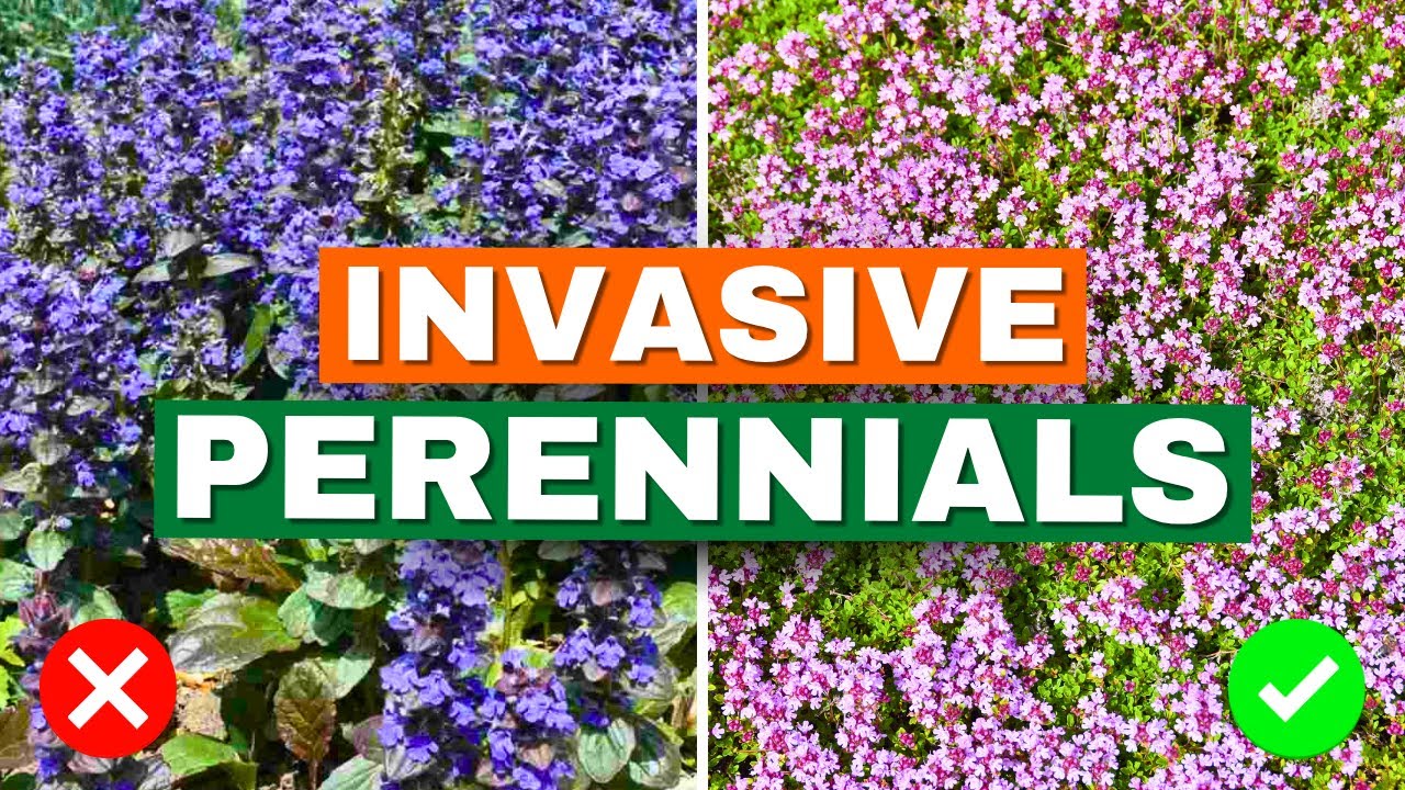 😱 7 Invasive Perennials to Avoid—Try These Beautiful Alternatives Instead!