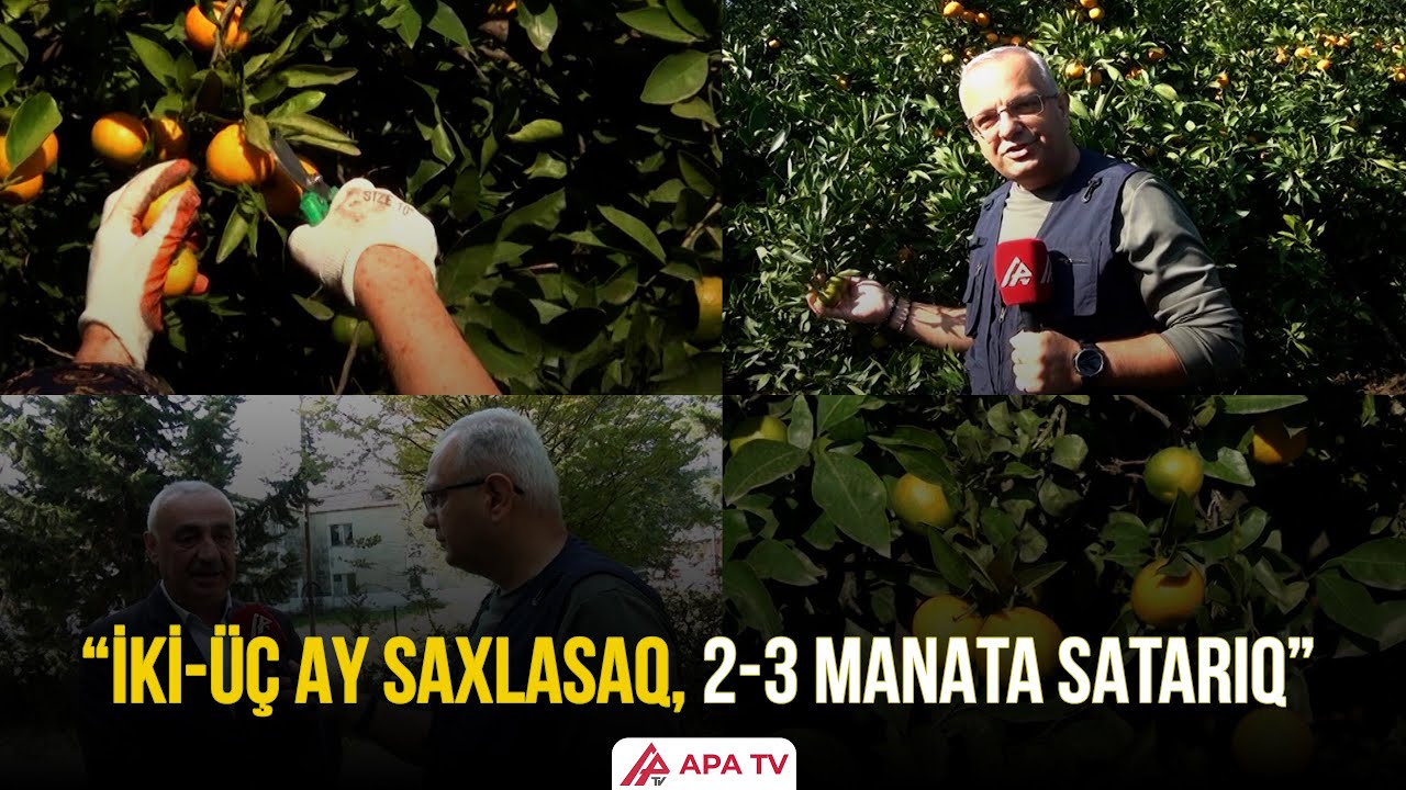 Astarada naringi yığımına başlanılıb &ndash; bağlarda məhsulun qiyməti 30-70 qəpikdir &ndash; APA TV