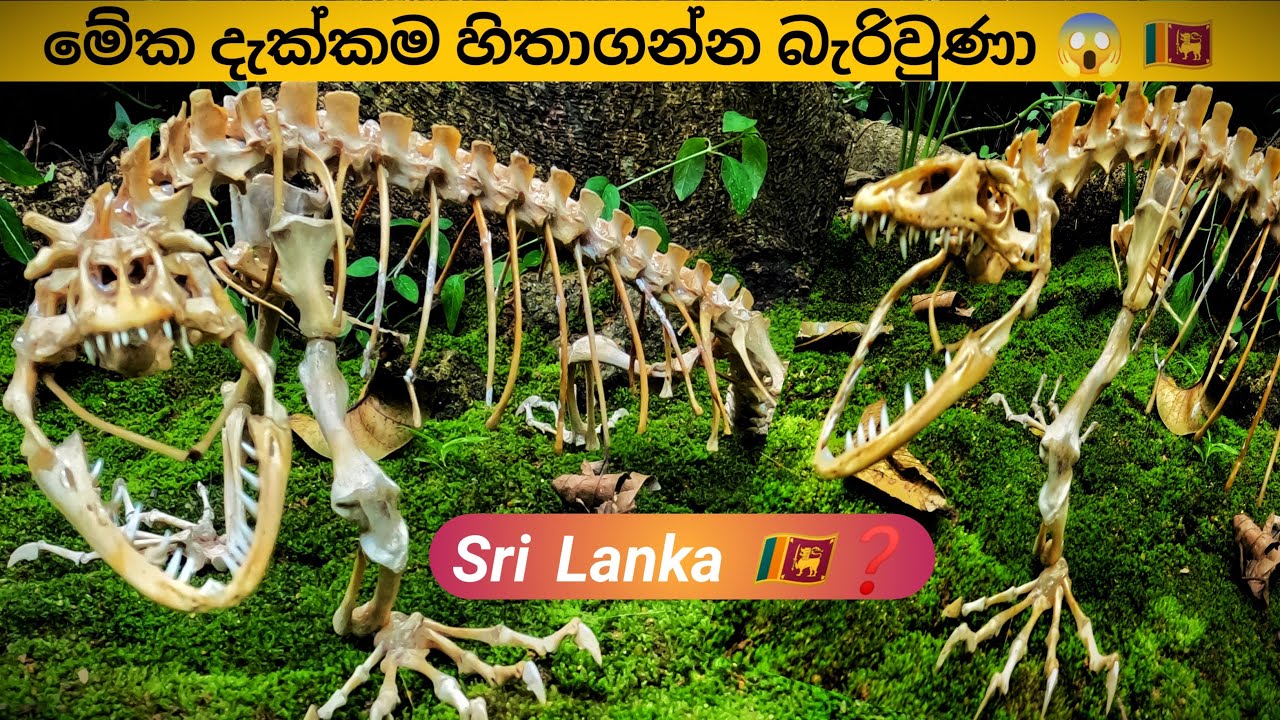 මේ වගේ සම්පූර්ණ අස්ථි සැකිල්ලක් ලංකාවේ ❓A complete skeleton like this in Sri Lanka
