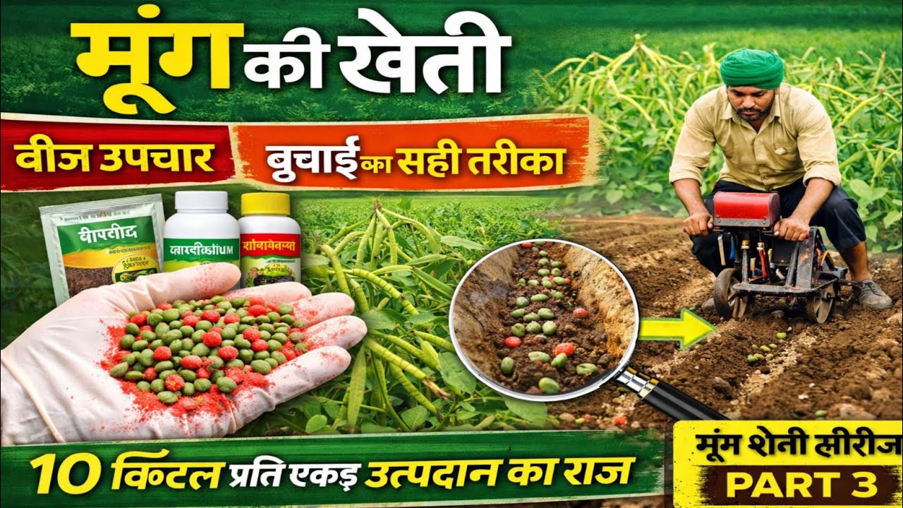 मूंग में बीज उपचार का सही तरीका । मूंग बुवाई का सही तरीका । Moong ki kheti । Green gram Farming ।