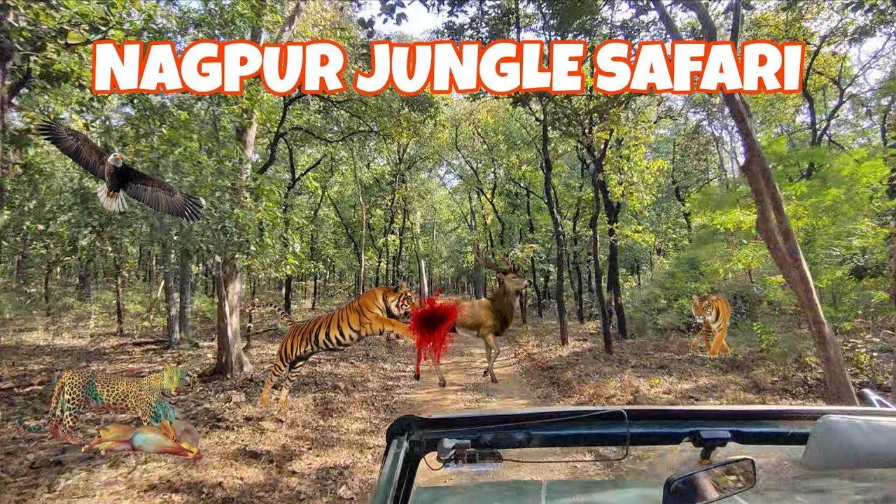 Tiger Attack 😱 || Nagpur Jungle Safari with Jeep || Amazing Wildlife Experience 🐅🌳 || PART 1