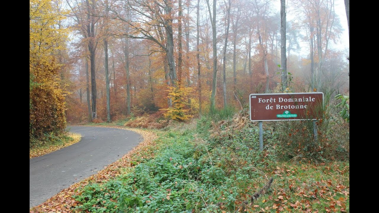 For&ecirc;t de Brotonne cot&eacute; Ouest