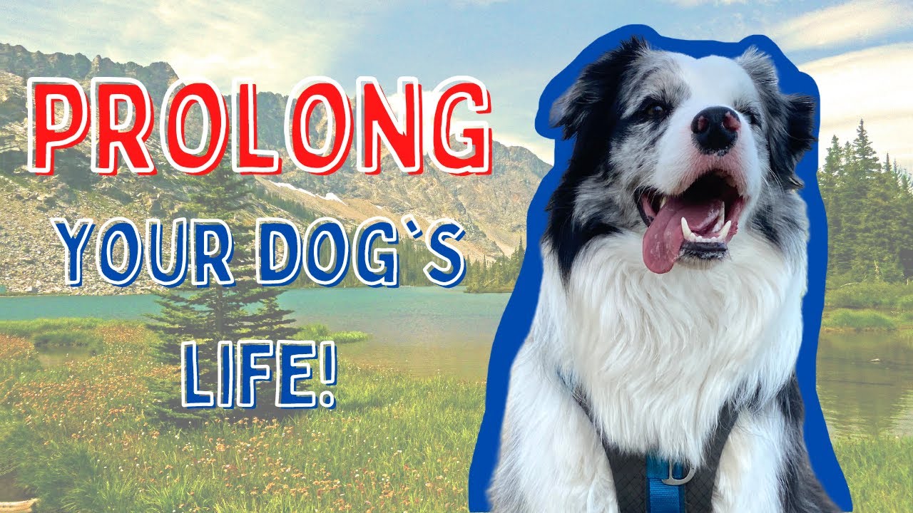 5 Superfoods I Feed My Dog to PROLONG His LIFE!