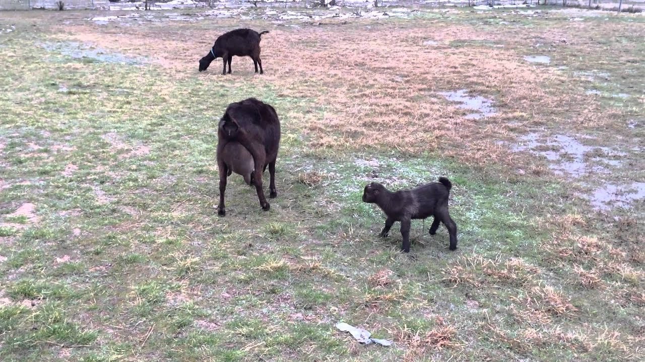 Lamancha kids update