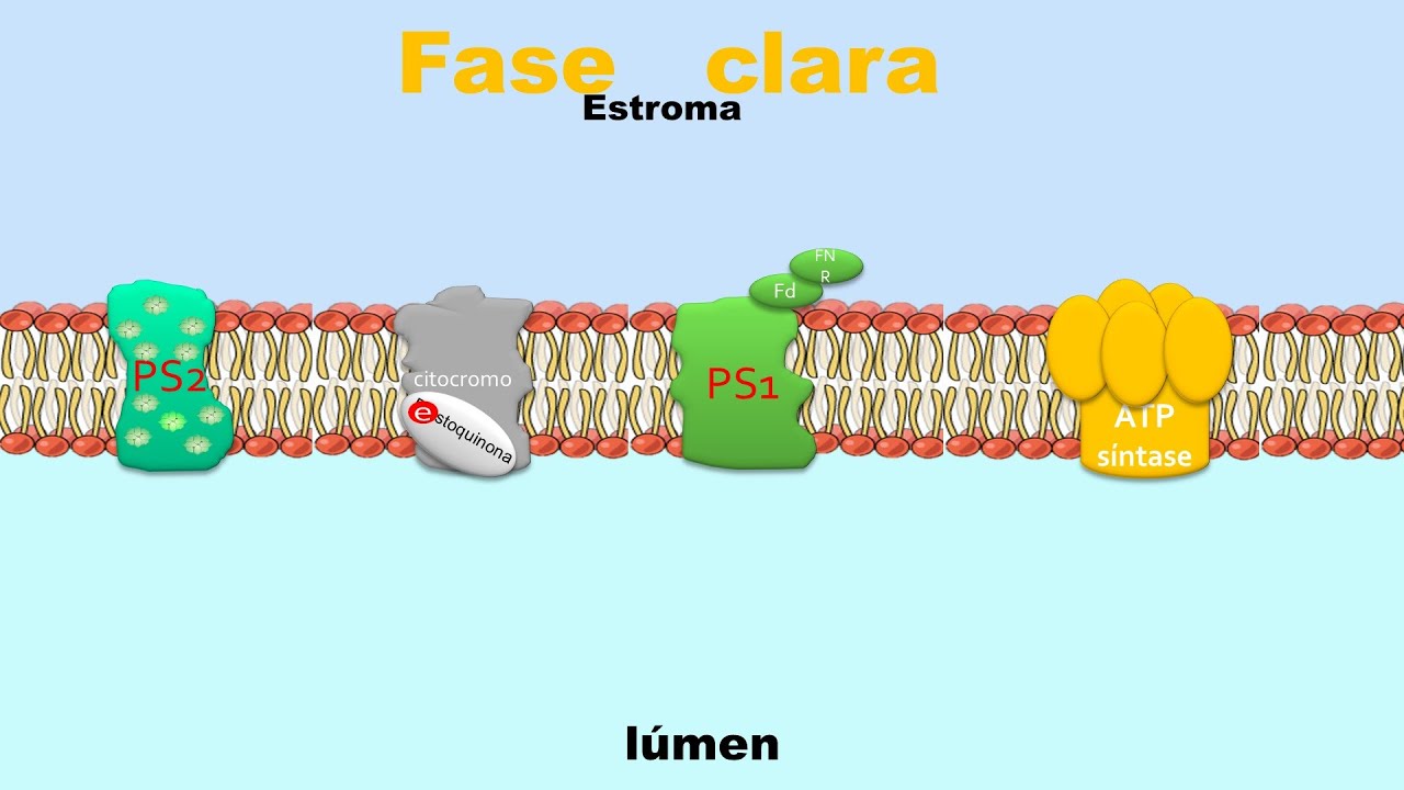 Fotossíntese - fase clara