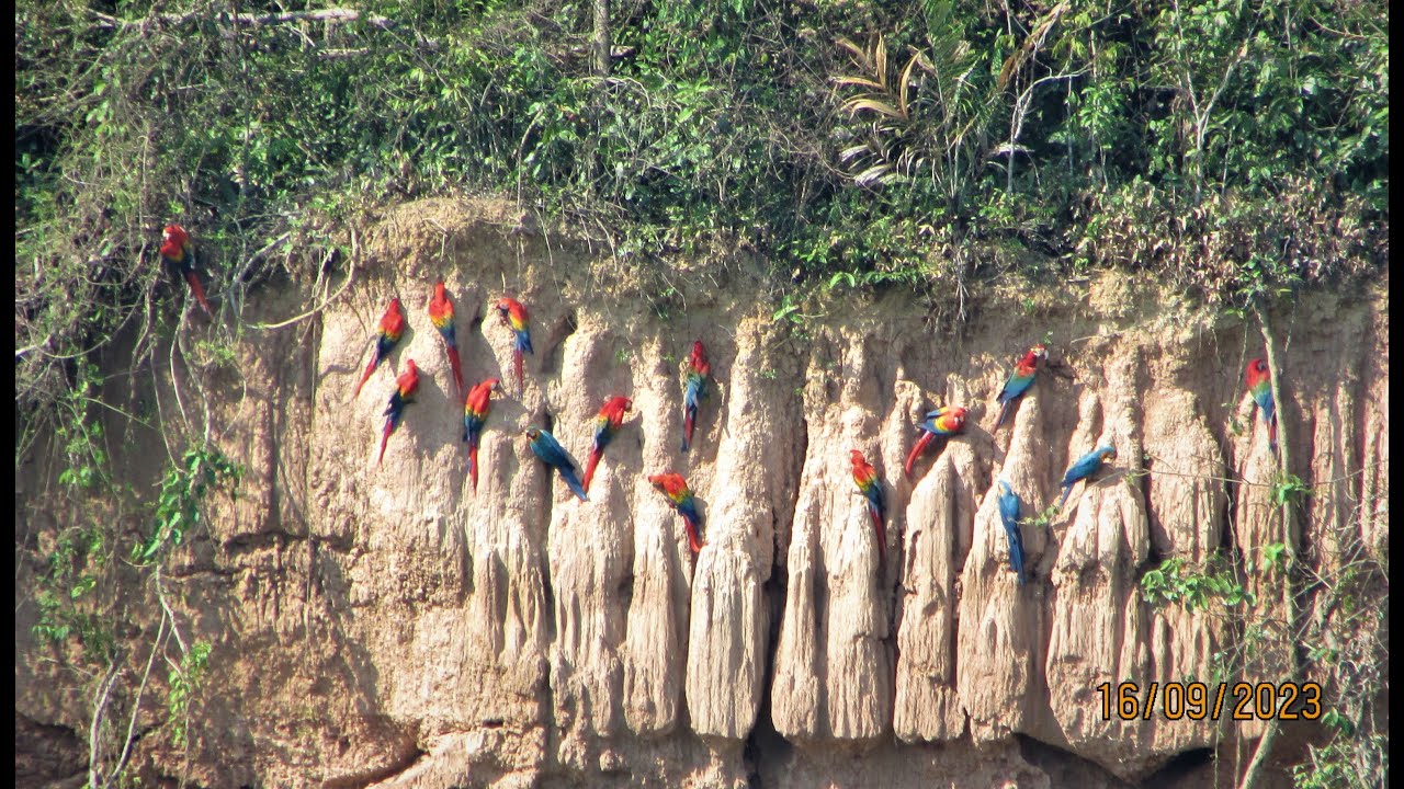 Tambopata Research Center, Peru