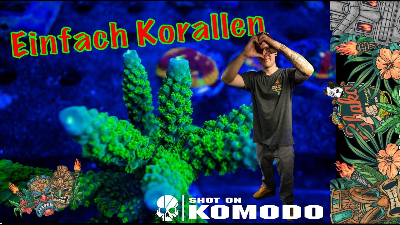 Meerwasser Korallen und Fische Macro Bilder zum genießen Nahaufnahme