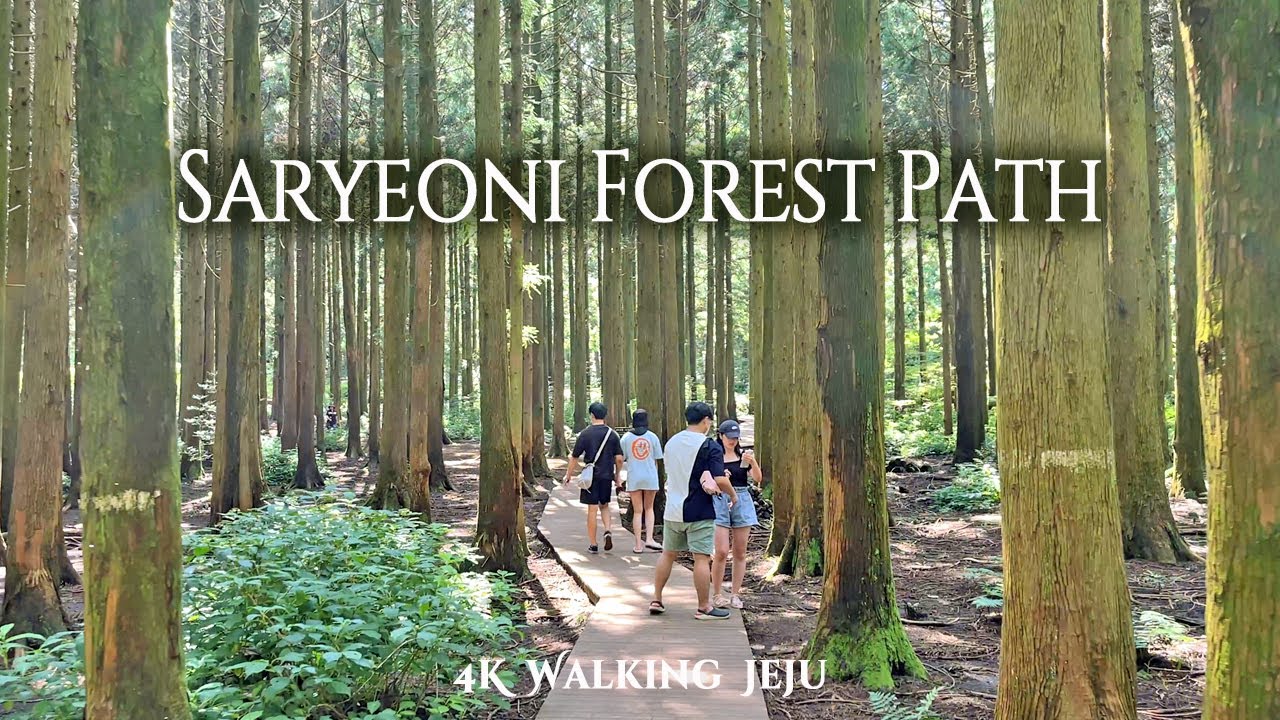 제주도 힐링 1위! 신비로운 삼나무 숲길 '사려니숲길' 산책 | Saryeoni Forest Path Walking Tour [4K]