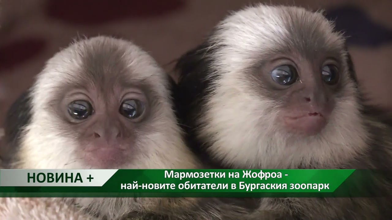 Новина плюс: Мармозетки на Жофроа - новите обитатели в Бургаския зоопарк