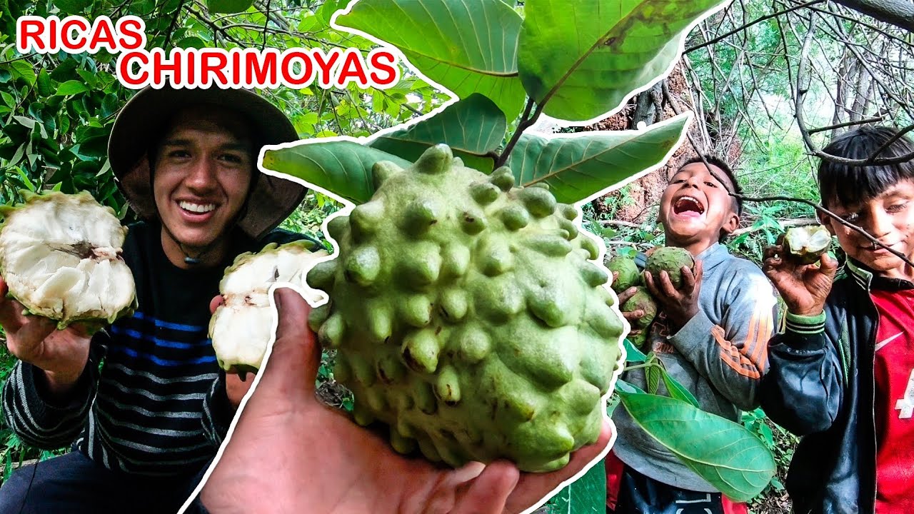 MIS AMIGOS ME LLEVARON A COSECHAR RICAS CHIRIMOYAS | Jordy Aventurero