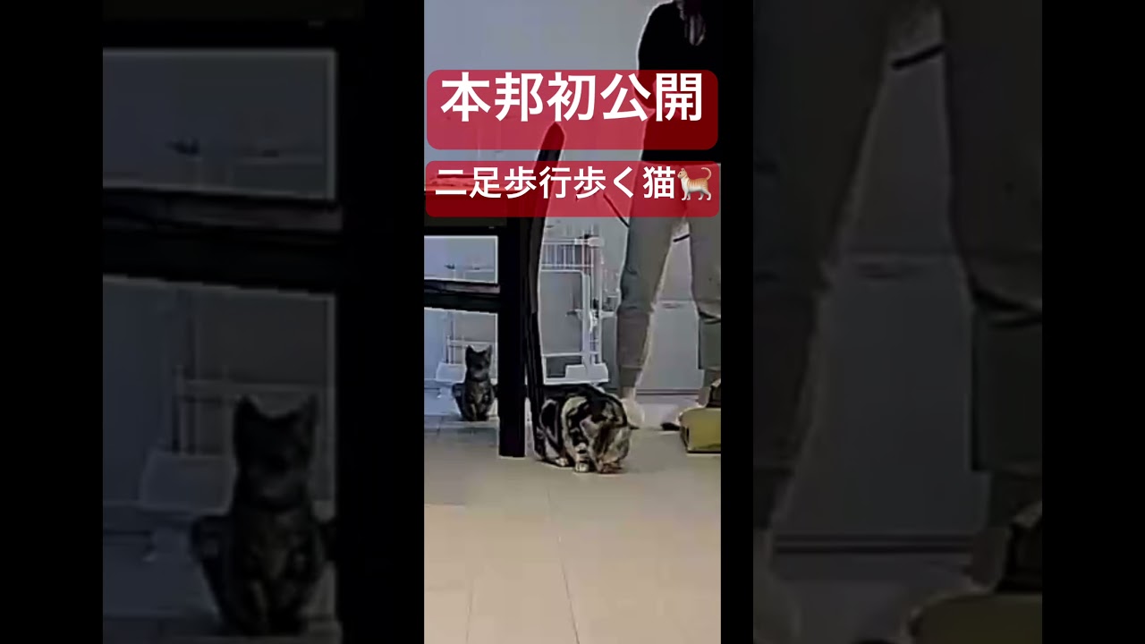 【猫動画】歩く猫！二足歩行する猫発見💡#shorts#歩く猫