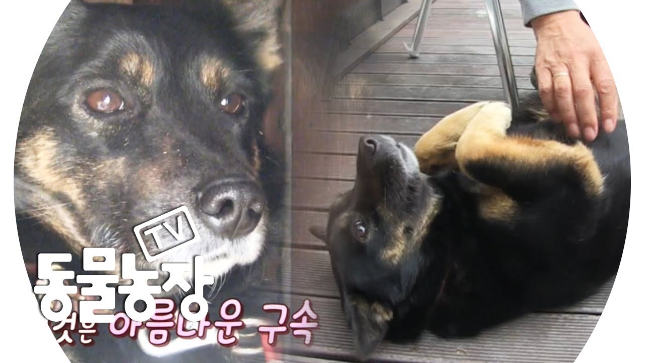 상습 가출견 &lsquo;희망이&rsquo;의 해맑은 가출 이유 @TV 동물농장 20190414
